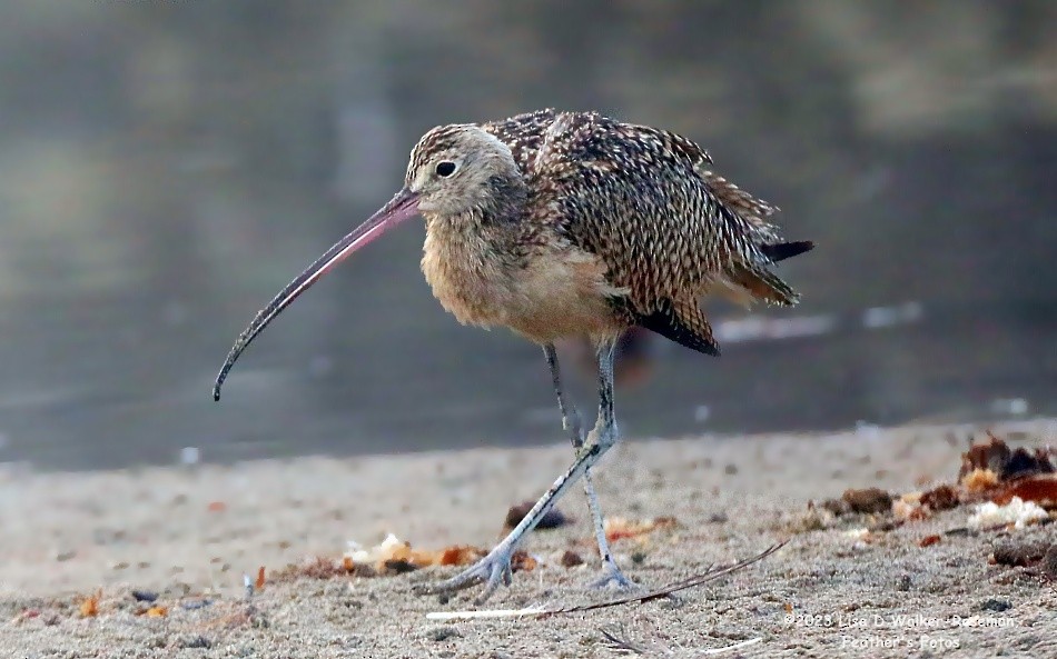 Long-billed Curlew - ML608586451