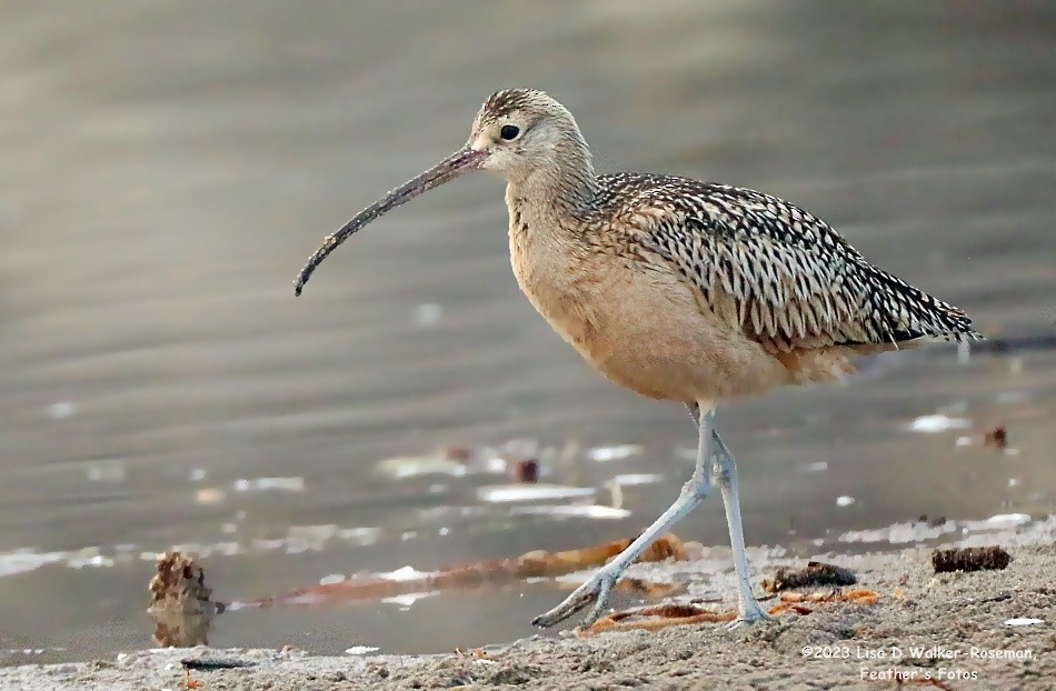 Long-billed Curlew - ML608586452