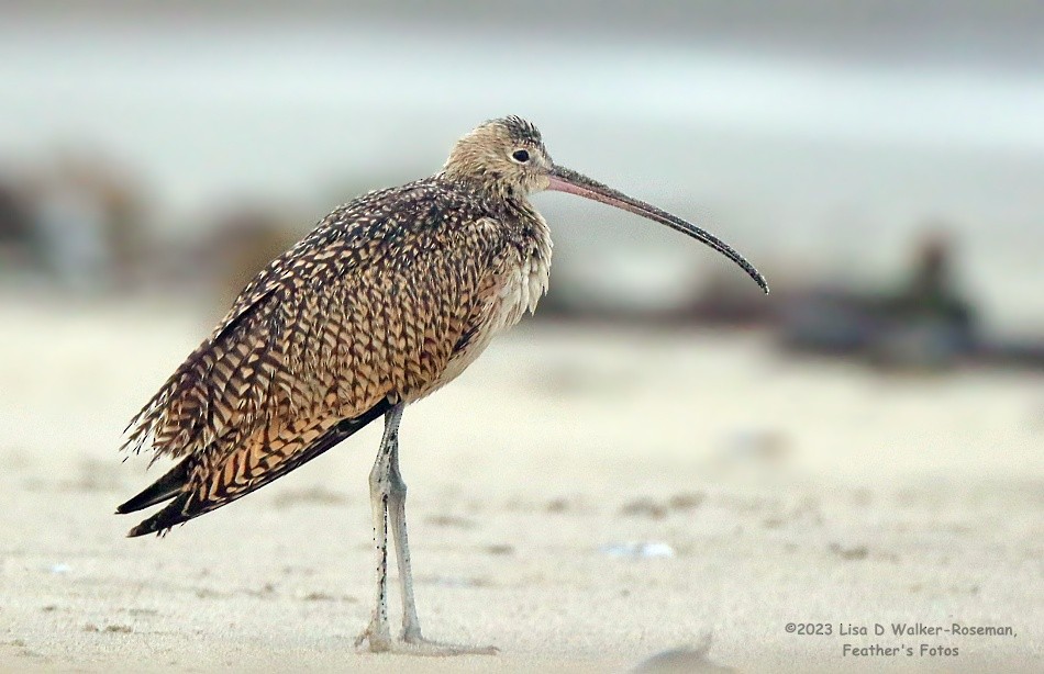 Long-billed Curlew - ML608586453