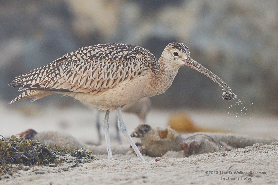 Long-billed Curlew - ML608586454