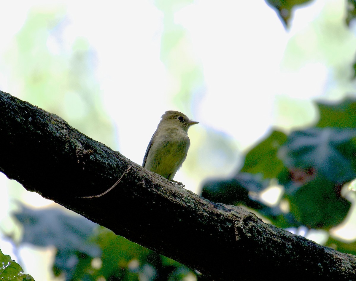 Least Flycatcher - ML608586455