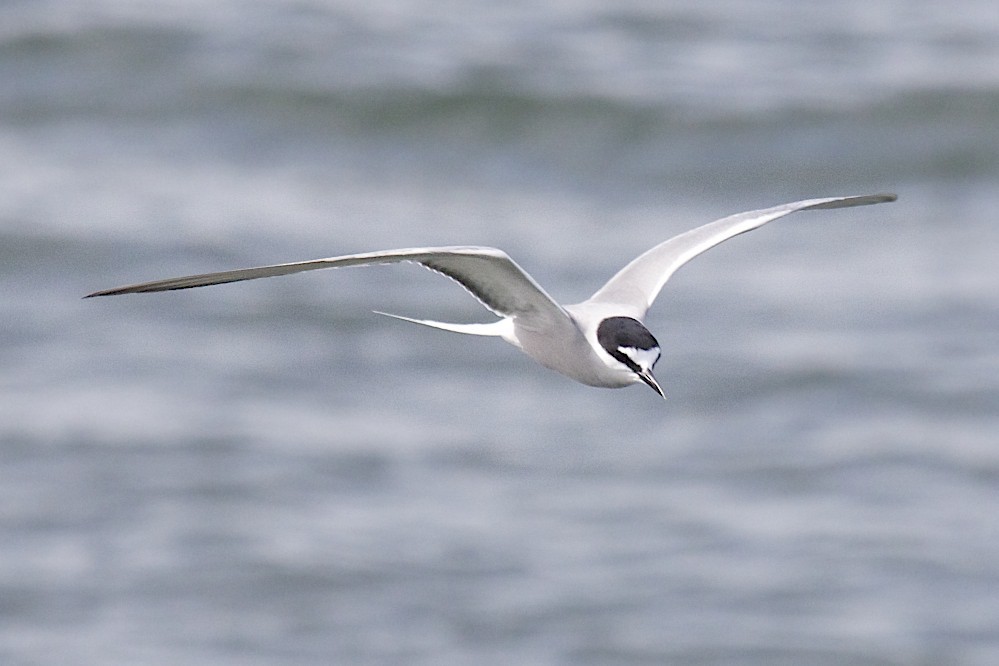 Aleutian Tern - robert bowker