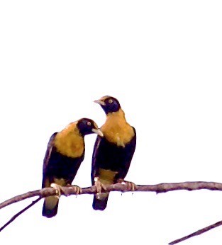 Golden Myna - Marcia Balestri