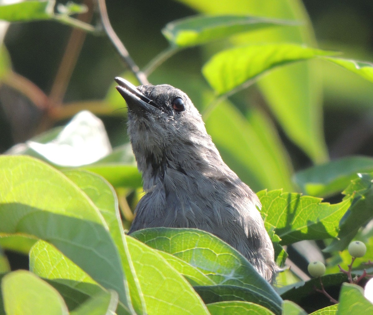 Gray Catbird - ML608586515