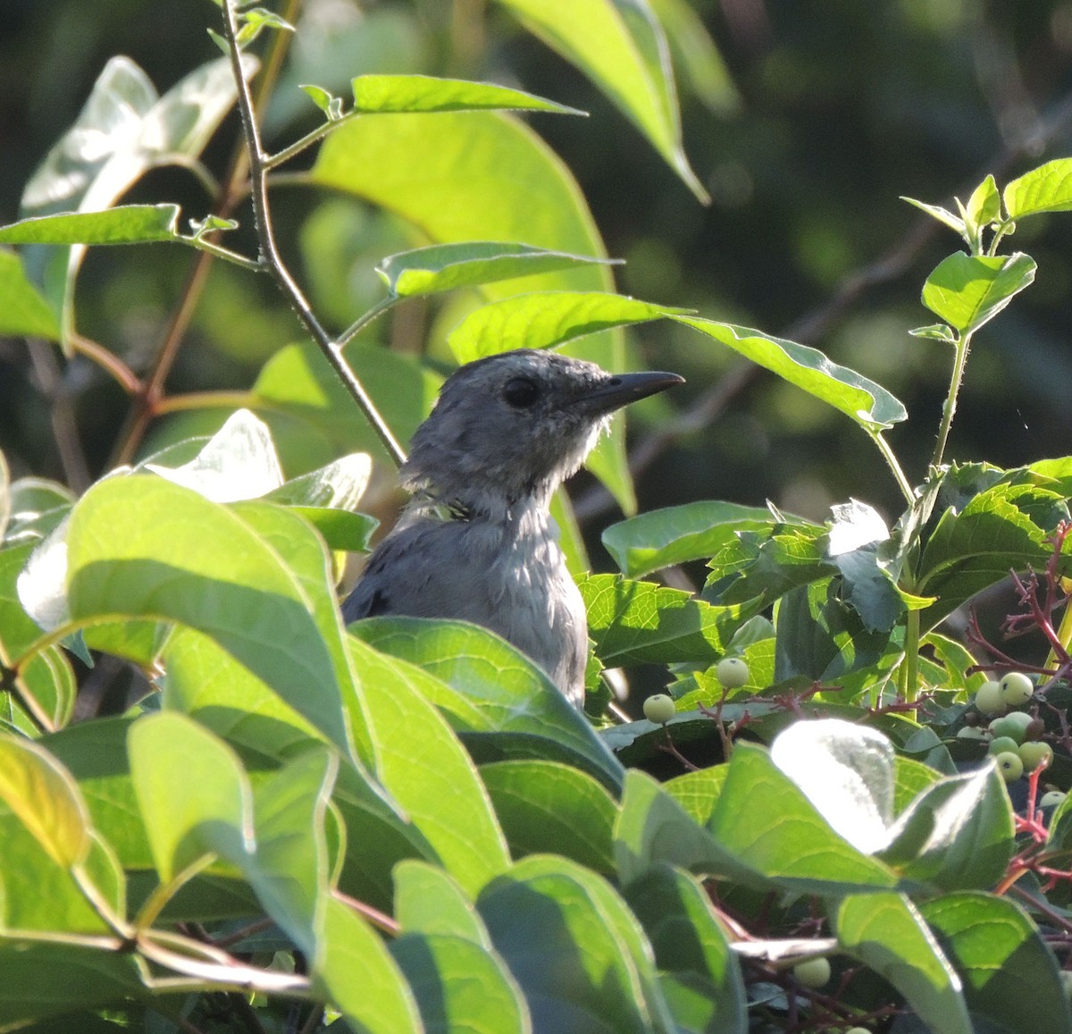 Gray Catbird - Laura Ramirez