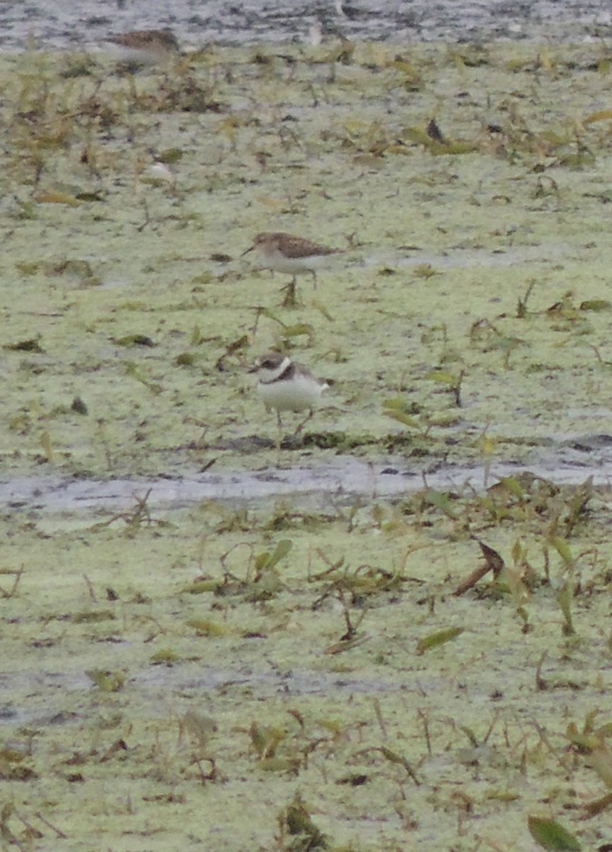 Semipalmated Plover - ML608586542