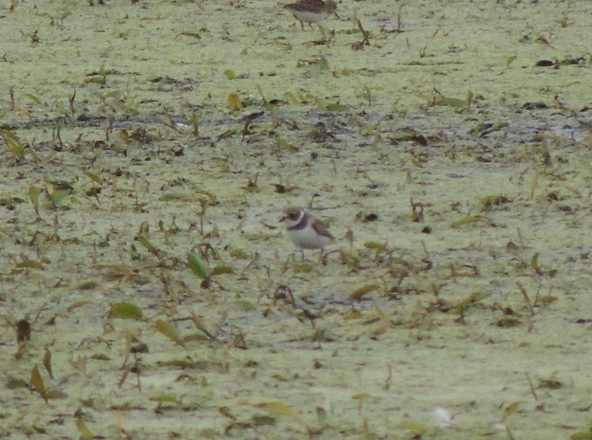 Semipalmated Plover - ML608586543
