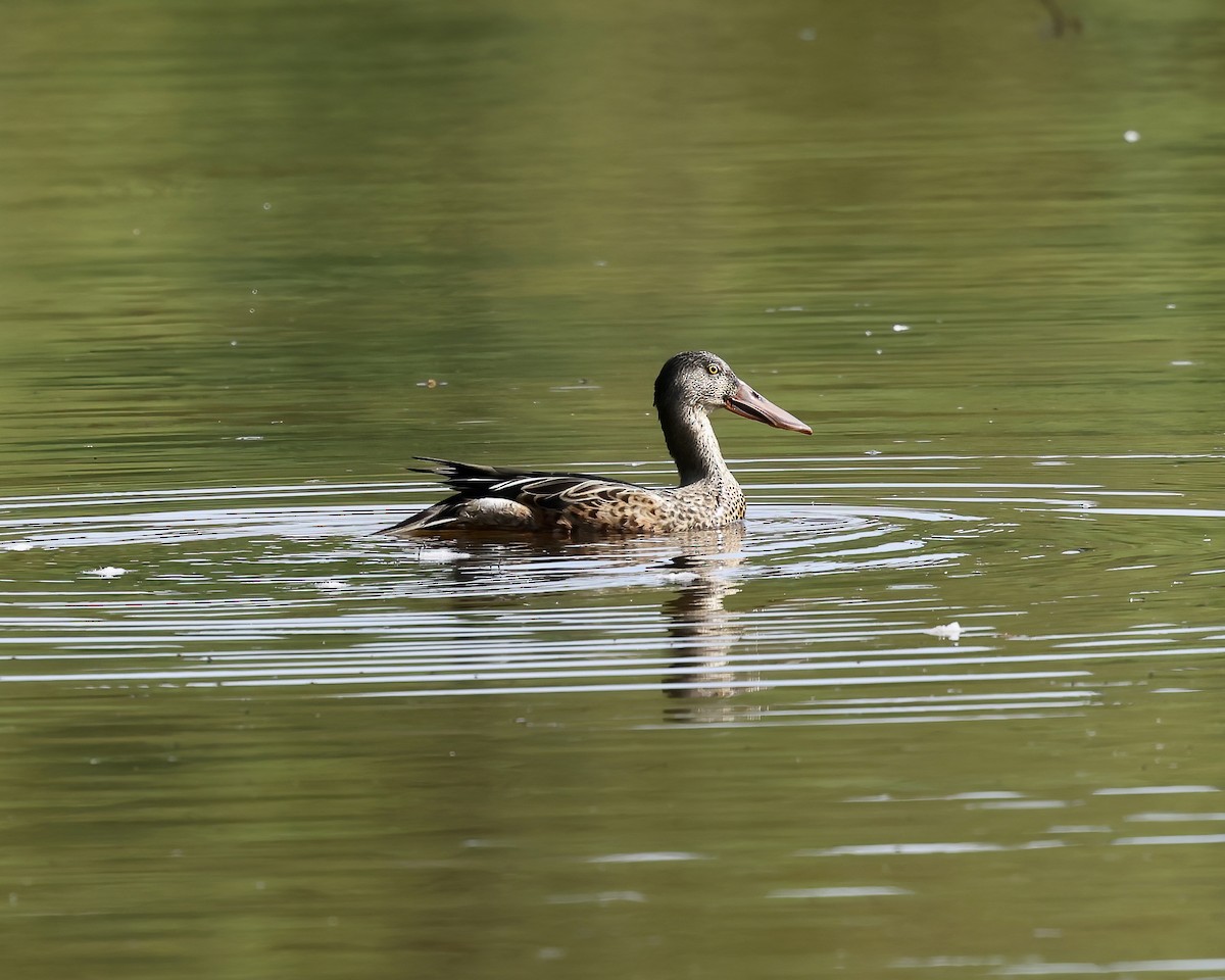 Northern Shoveler - ML608586604