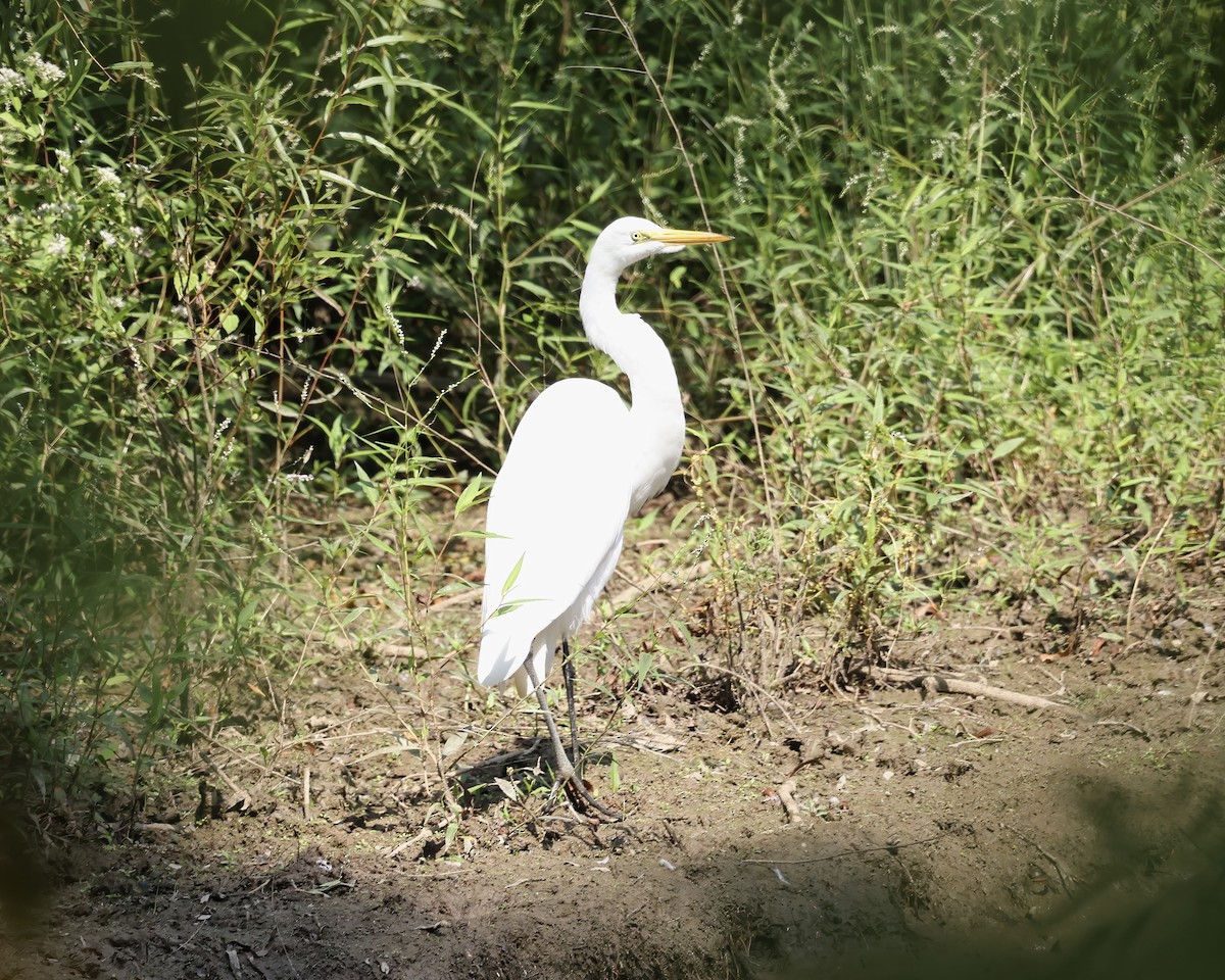 Great Egret - Debbie Kosater