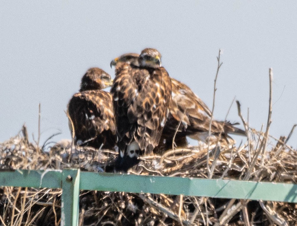 Swainson's Hawk - ML608586782