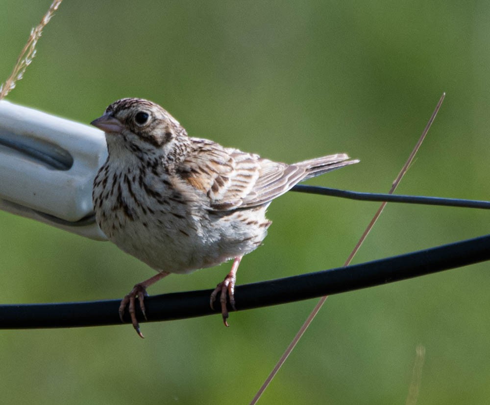 Vesper Sparrow - ML608586826