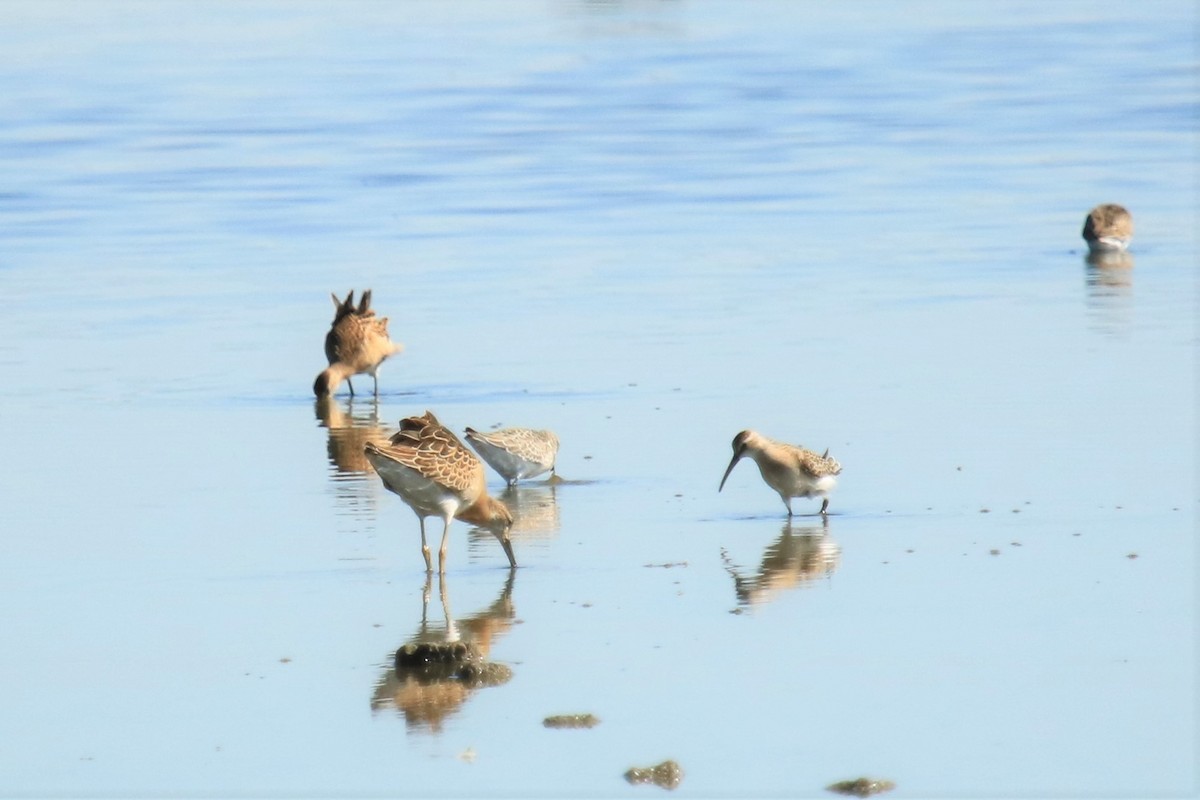 Curlew Sandpiper - Jan Roedolf