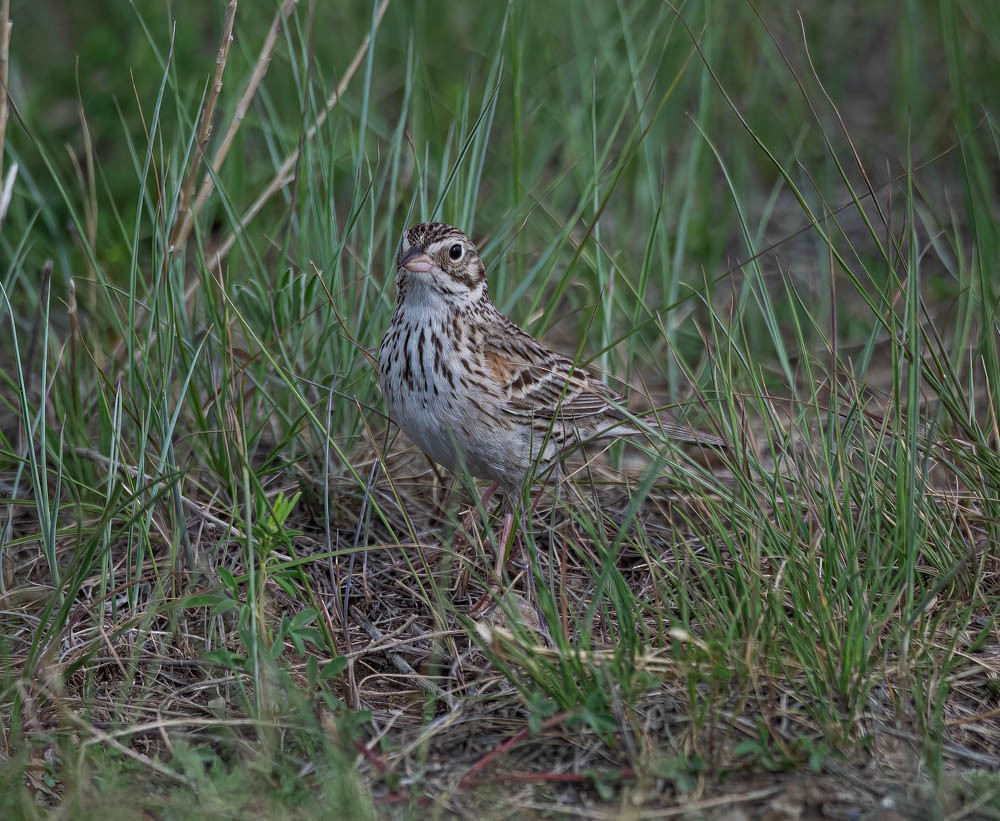 Vesper Sparrow - ML608586851