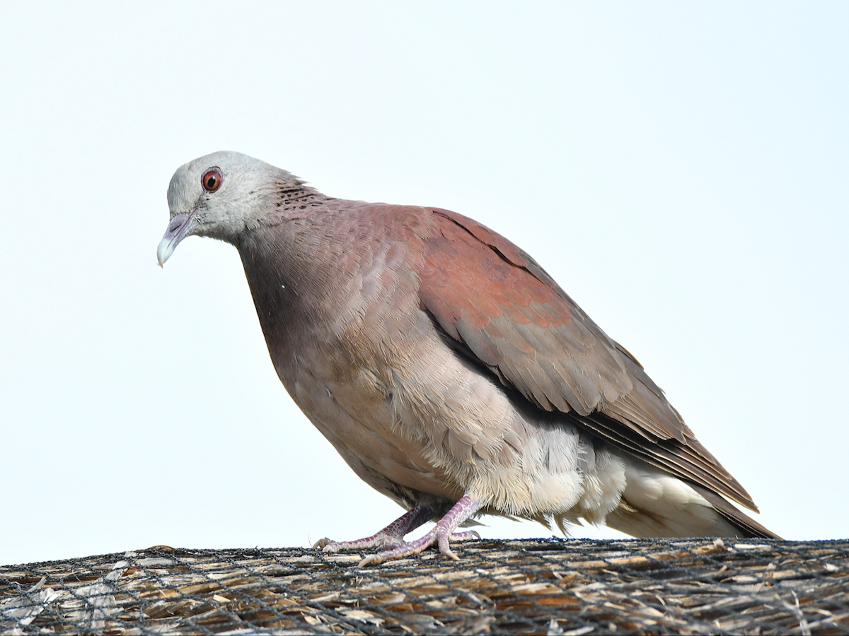 Pigeon de Madagascar - ML608586952