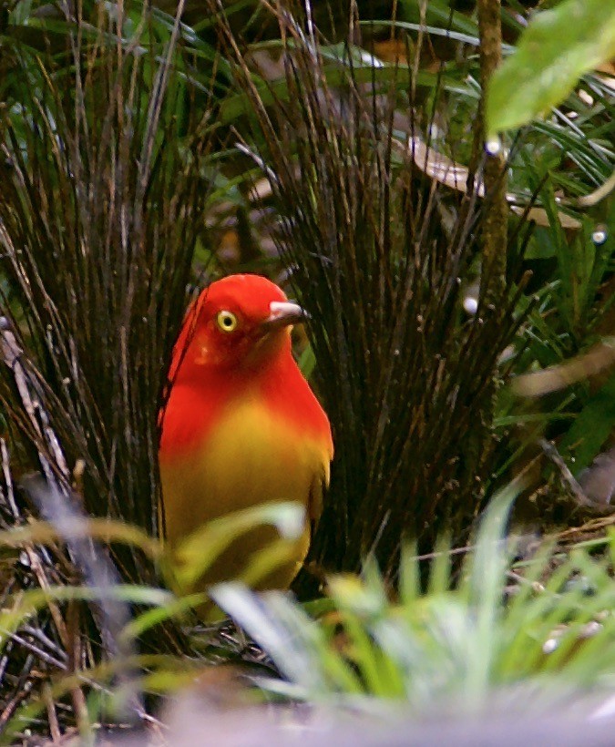 Flame Bowerbird - ML608586957