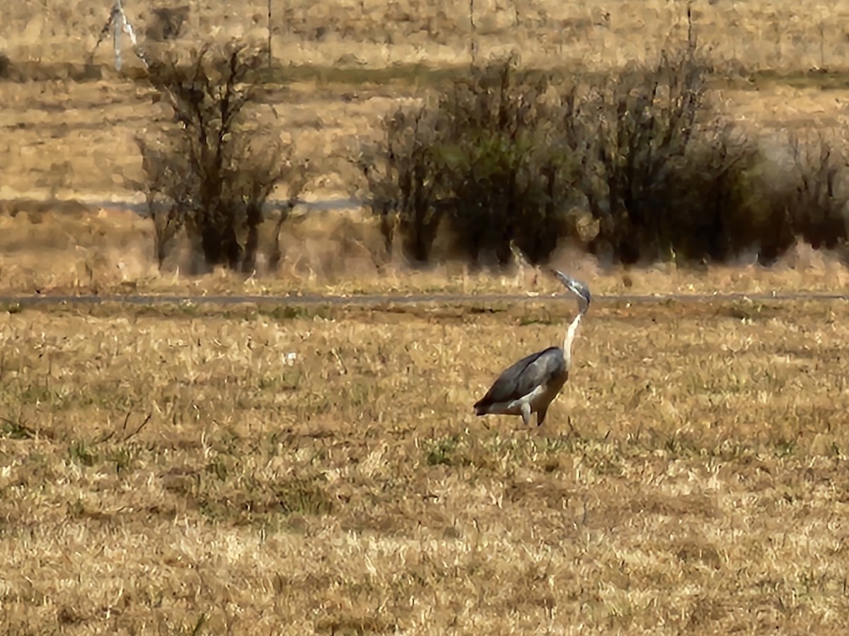 Black-headed Heron - ML608586968