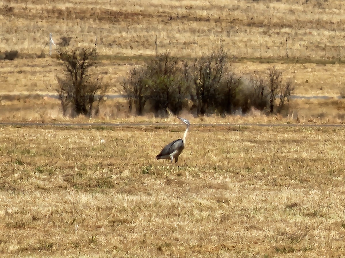Black-headed Heron - ML608586969