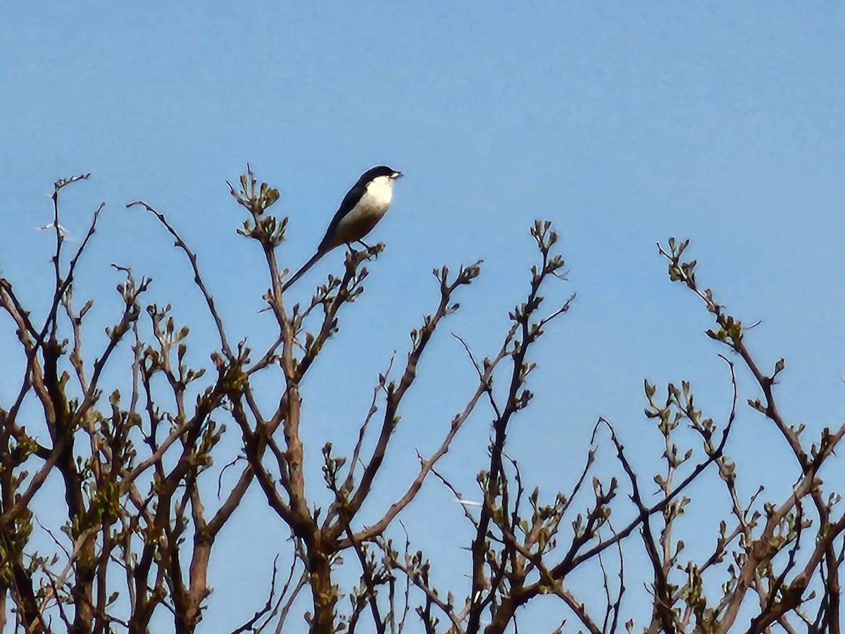 Southern Fiscal - ML608586980