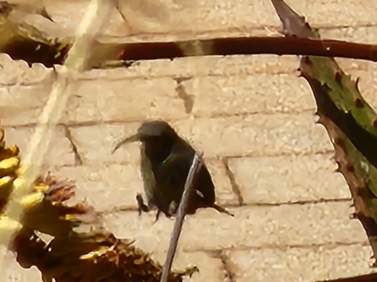 White-bellied Sunbird - ML608586998
