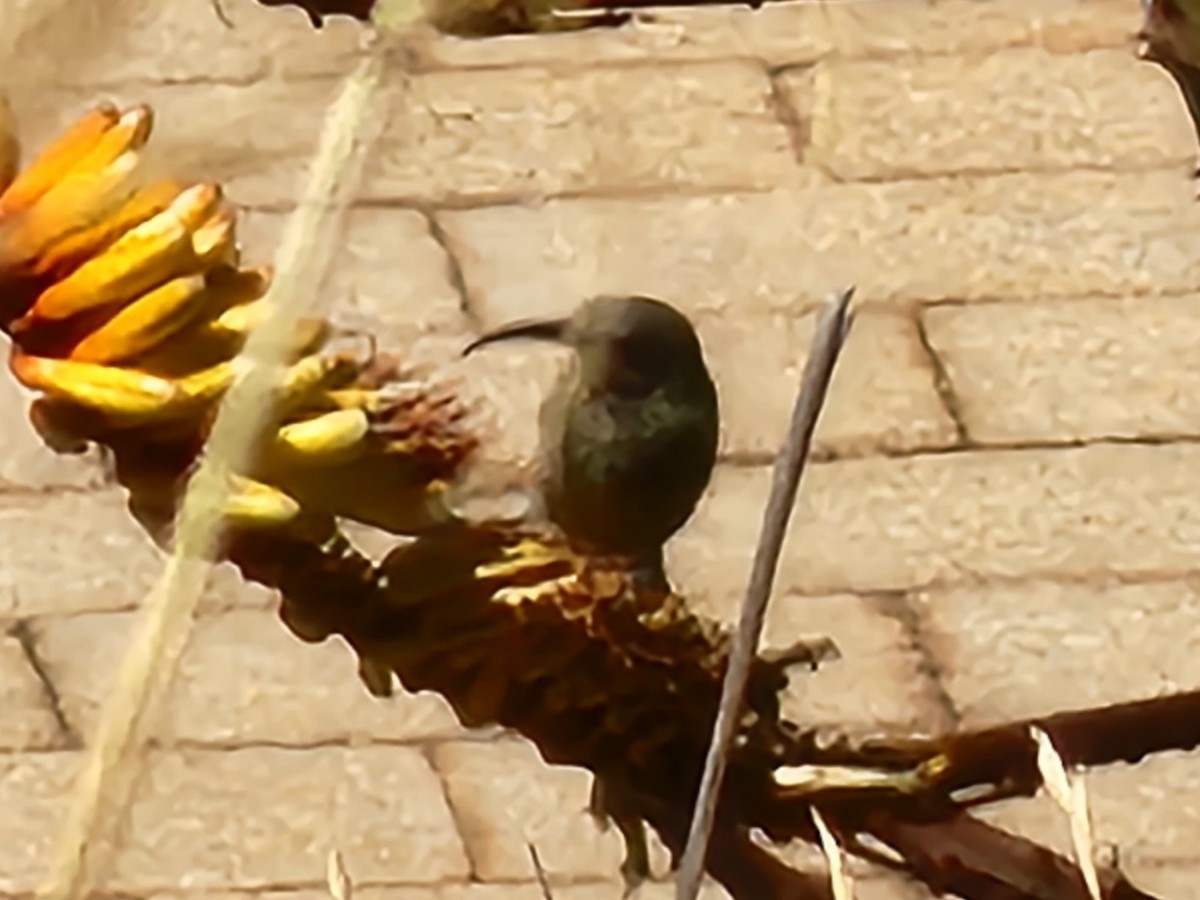 White-bellied Sunbird - ML608586999