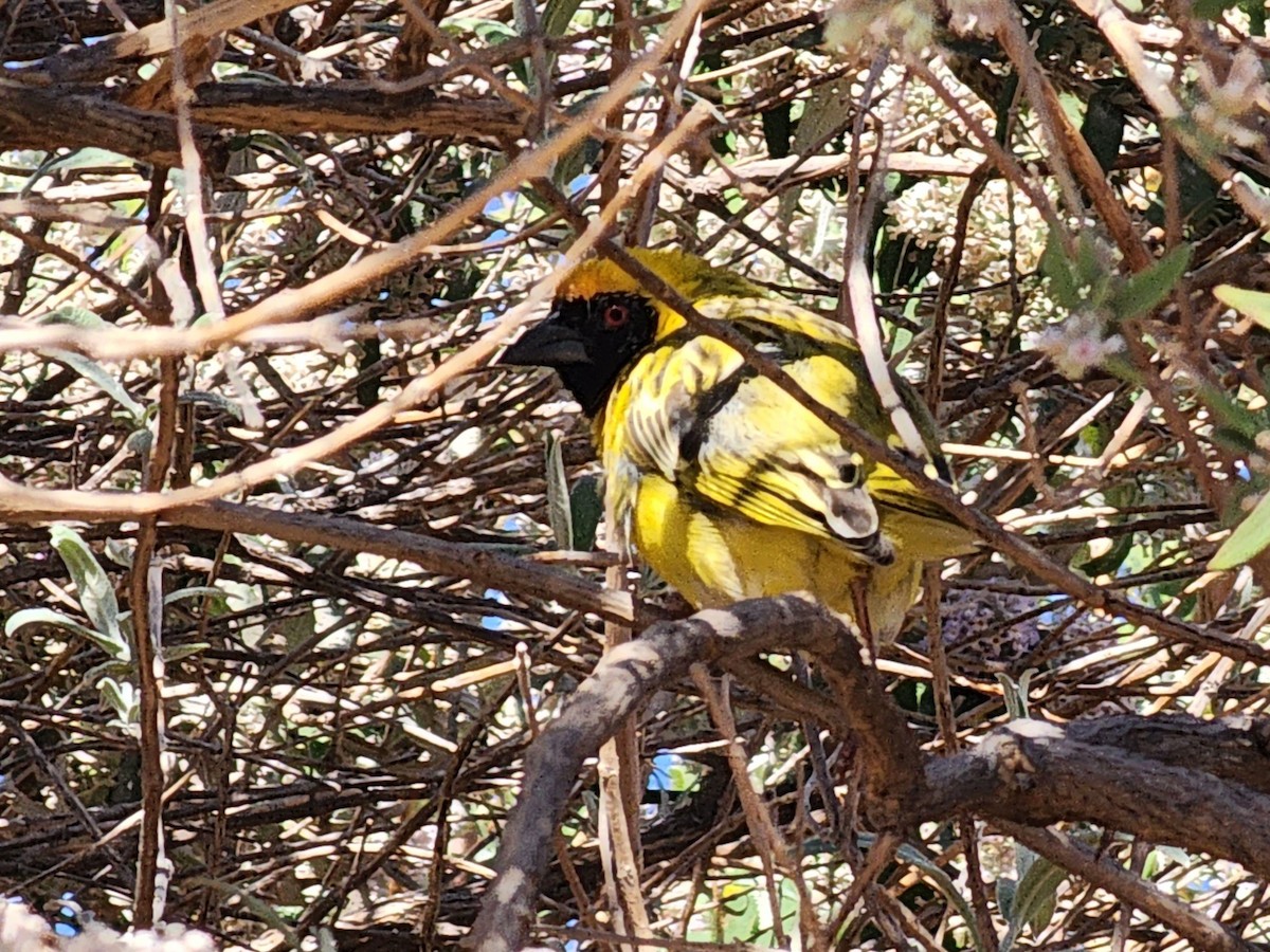 Southern Masked-Weaver - ML608587005