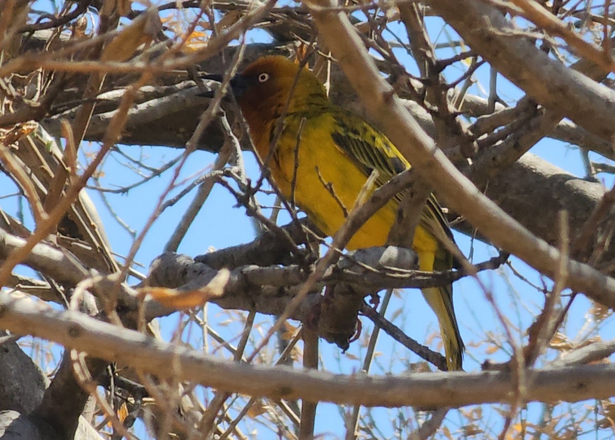 Cape Weaver - ML608587011