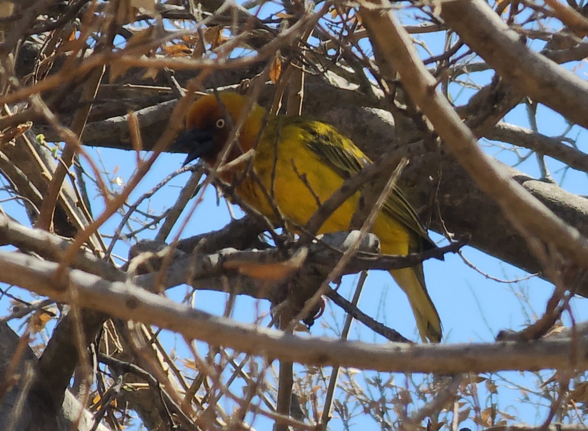 Cape Weaver - ML608587012