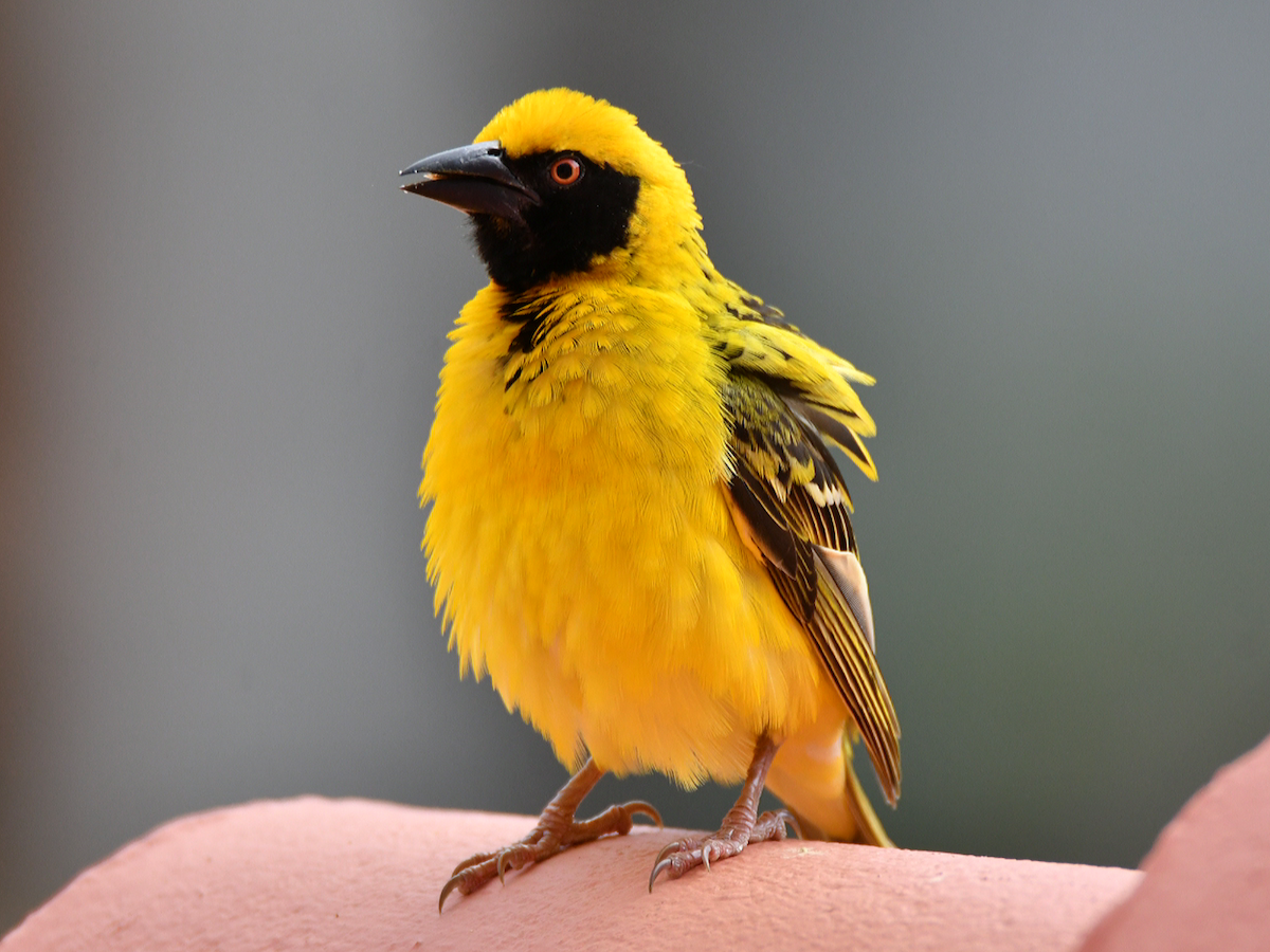 Village Weaver - Claudio Danesi