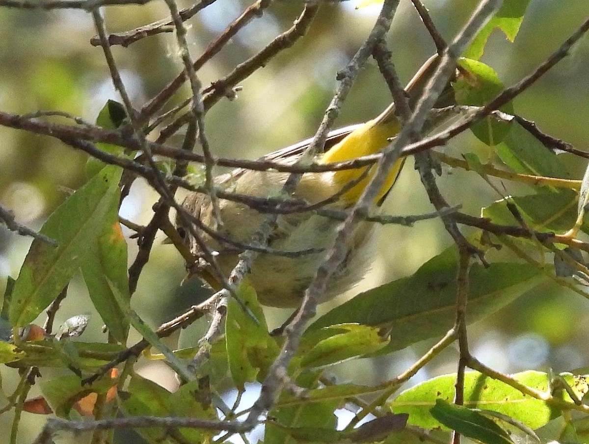 Gelbsteiß-Waldsänger - ML608587032