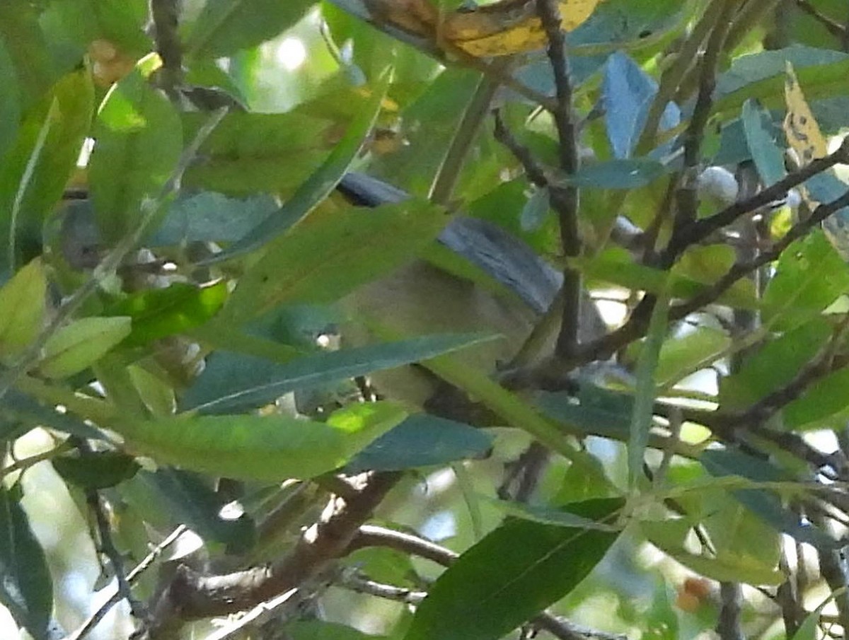 Gelbsteiß-Waldsänger - ML608587033