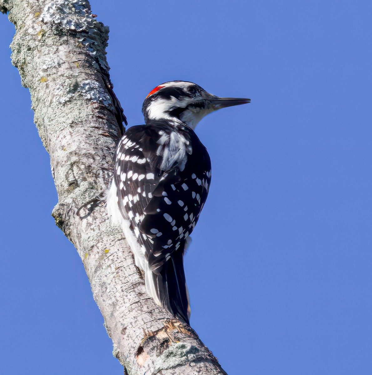 Hairy Woodpecker - ML608587034