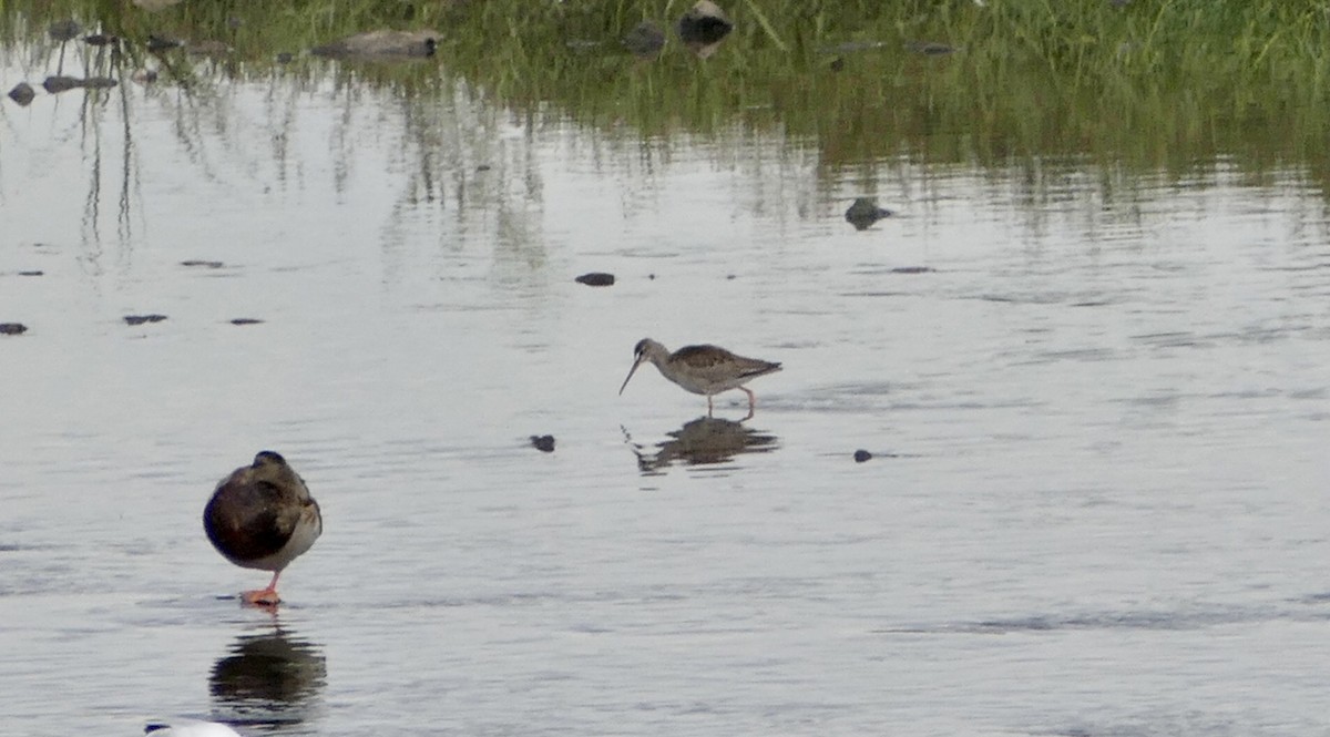 Spotted Redshank - Gregorio Lozano Campo