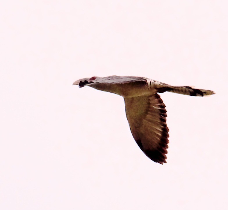 Channel-billed Cuckoo - ML608587045