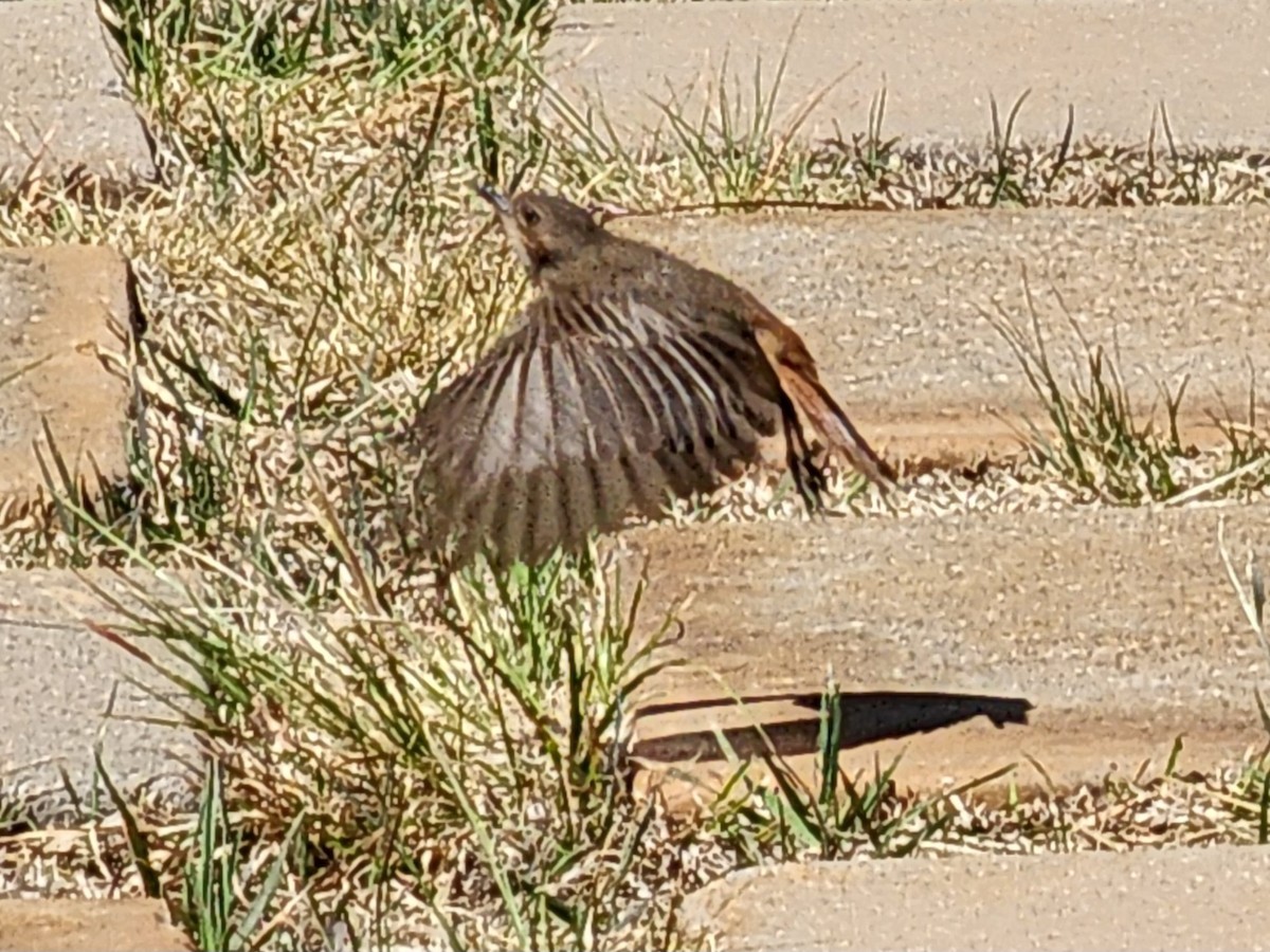 Familiar Chat - ML608587085