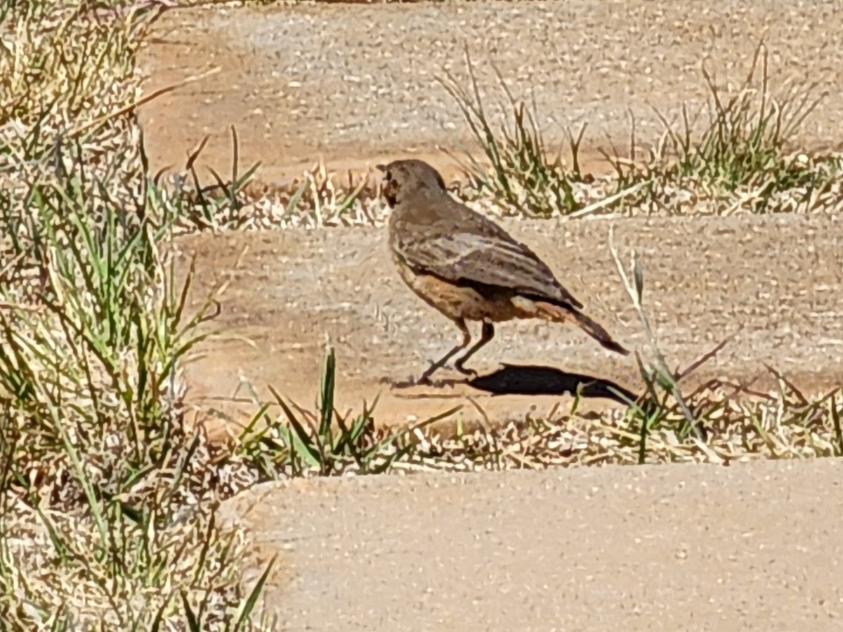 Familiar Chat - ML608587086