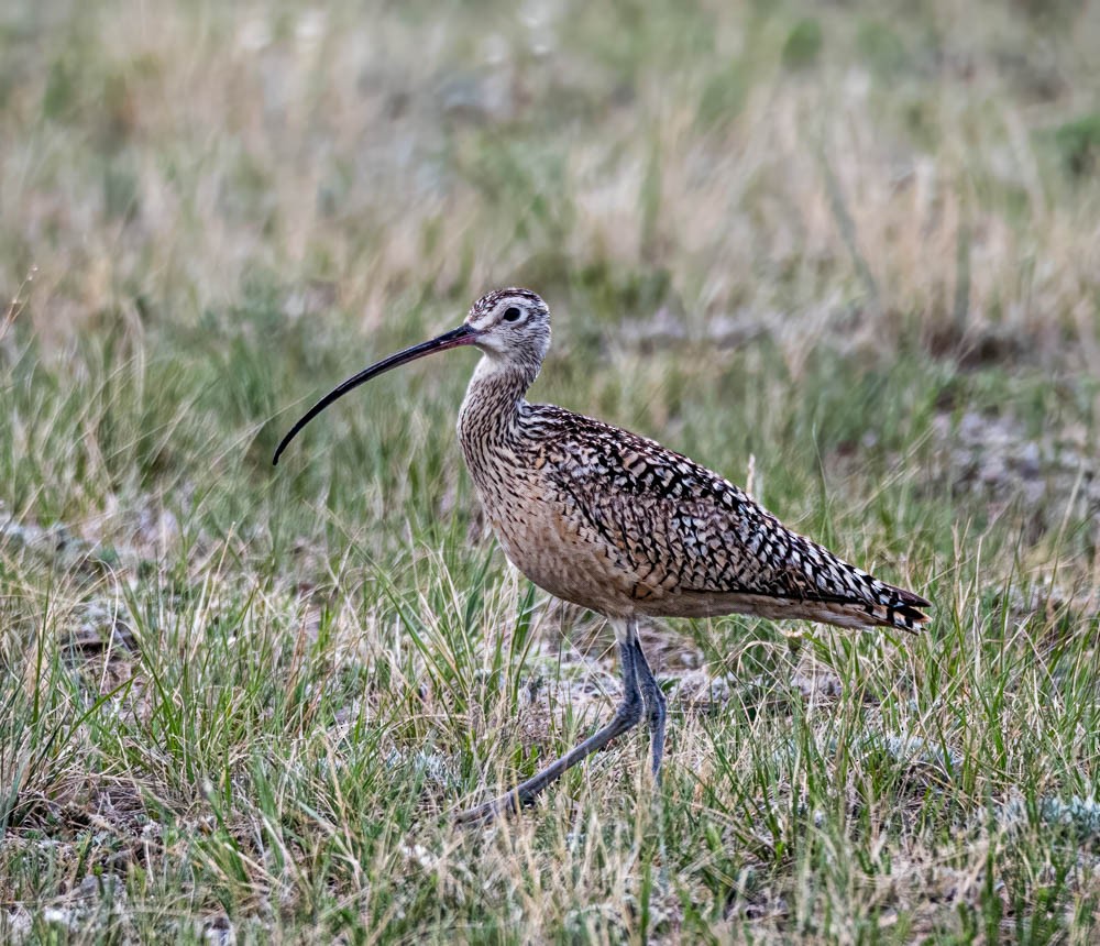 Long-billed Curlew - Carlton Cook