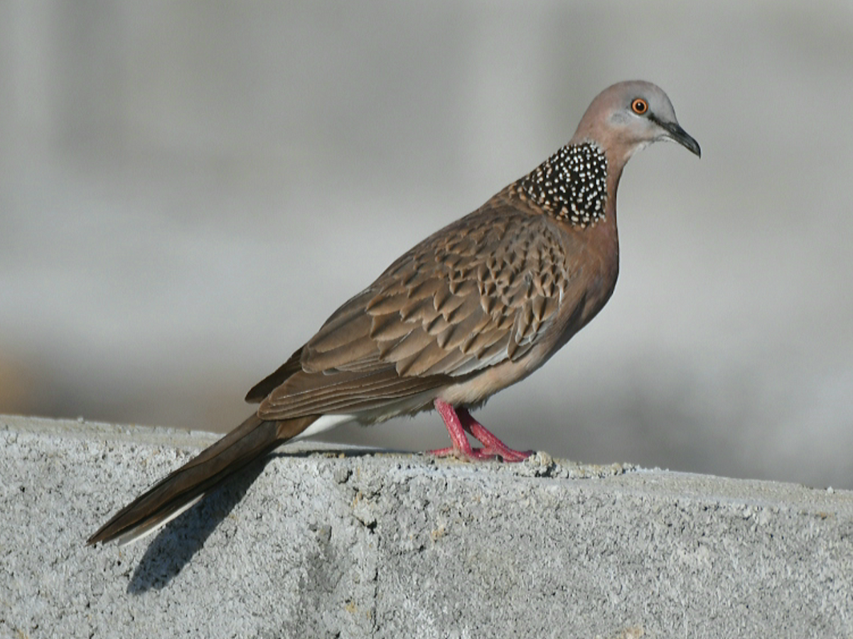 Spotted Dove - Claudio Danesi