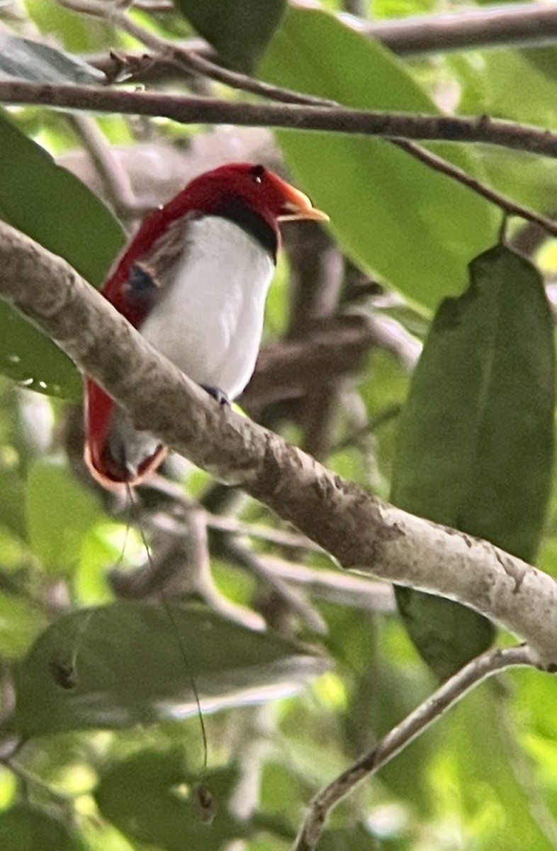 King Bird-of-Paradise - ML608587199