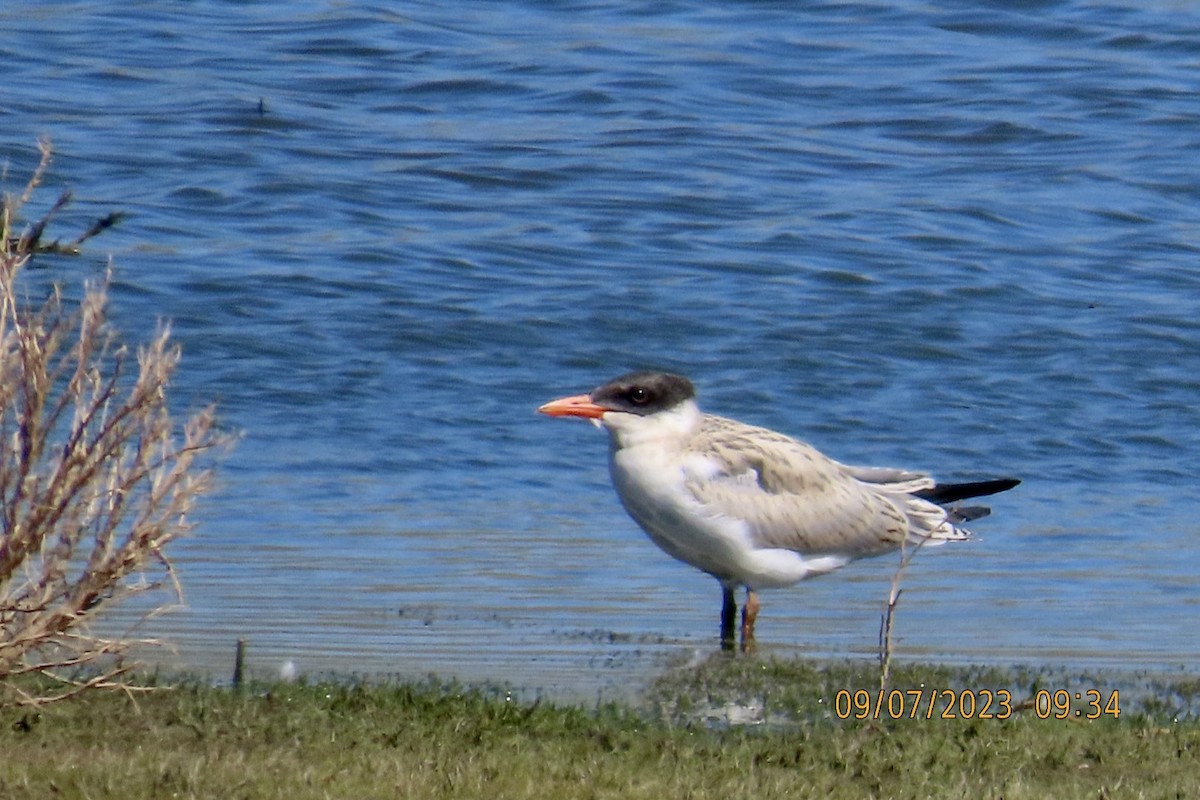 Caspian Tern - Brian Iverson