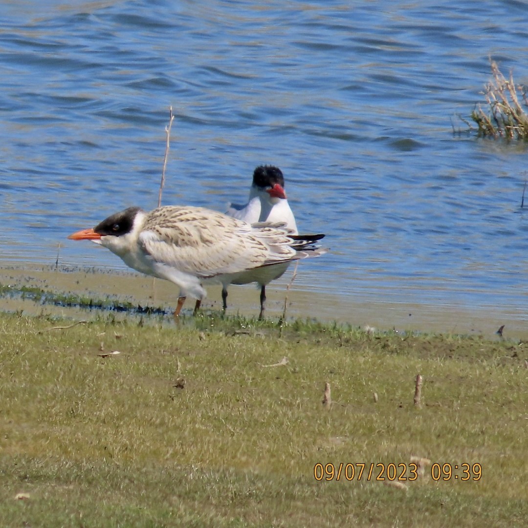 Caspian Tern - ML608587206