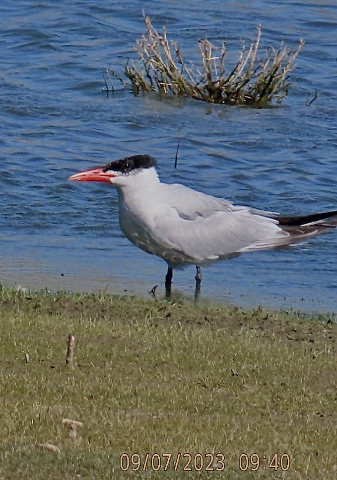 Caspian Tern - ML608587208