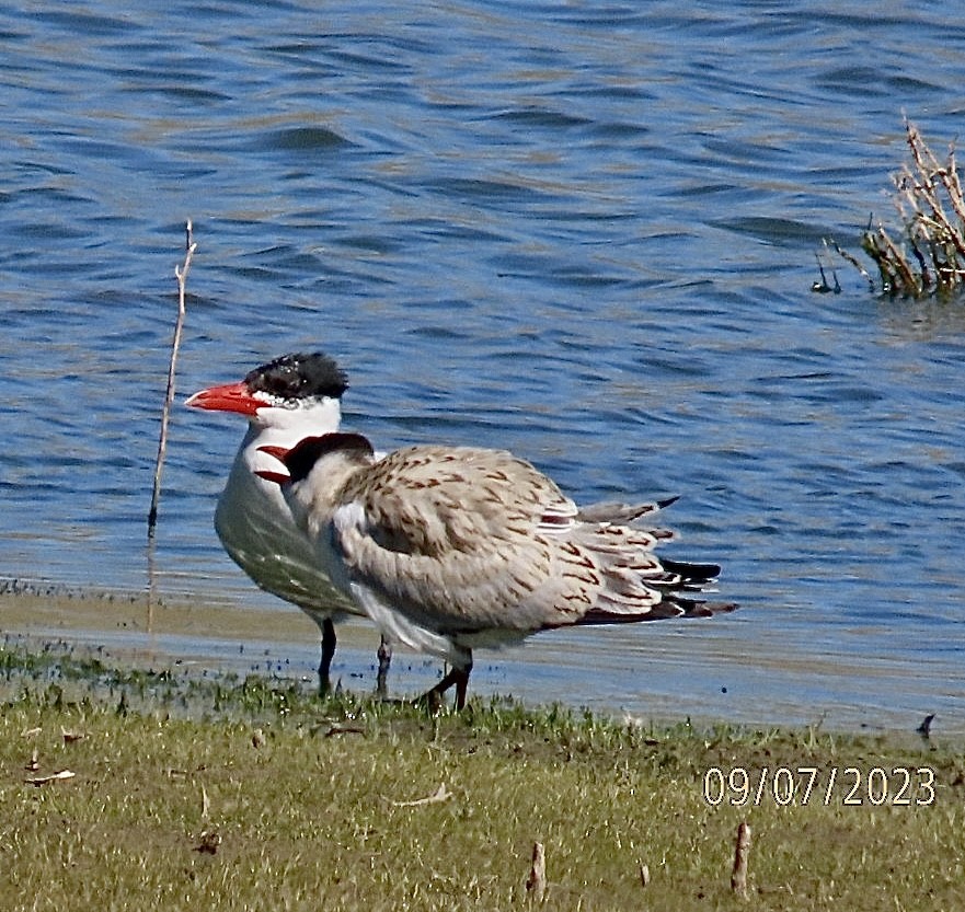 Caspian Tern - ML608587209