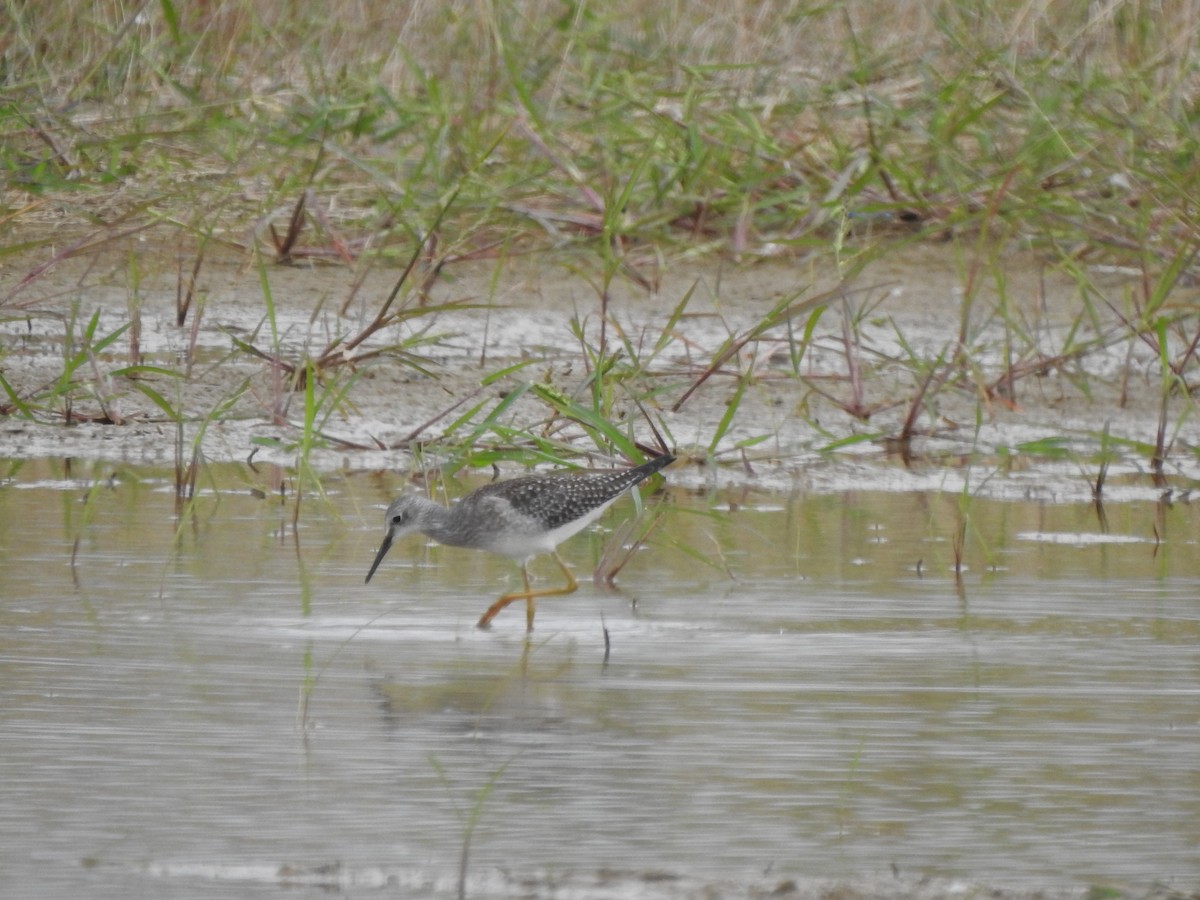 Lesser Yellowlegs - ML608587221