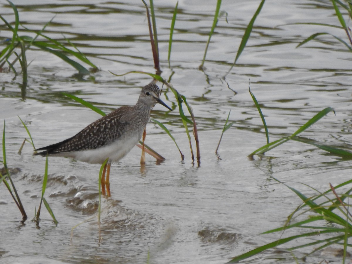 Lesser Yellowlegs - Ron Marek