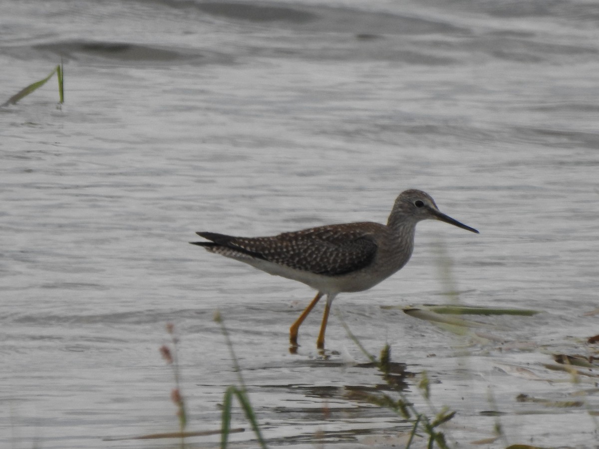 Lesser Yellowlegs - ML608587223