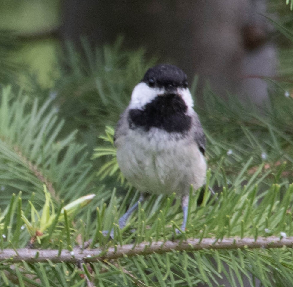 Black-capped Chickadee - Carlton Cook