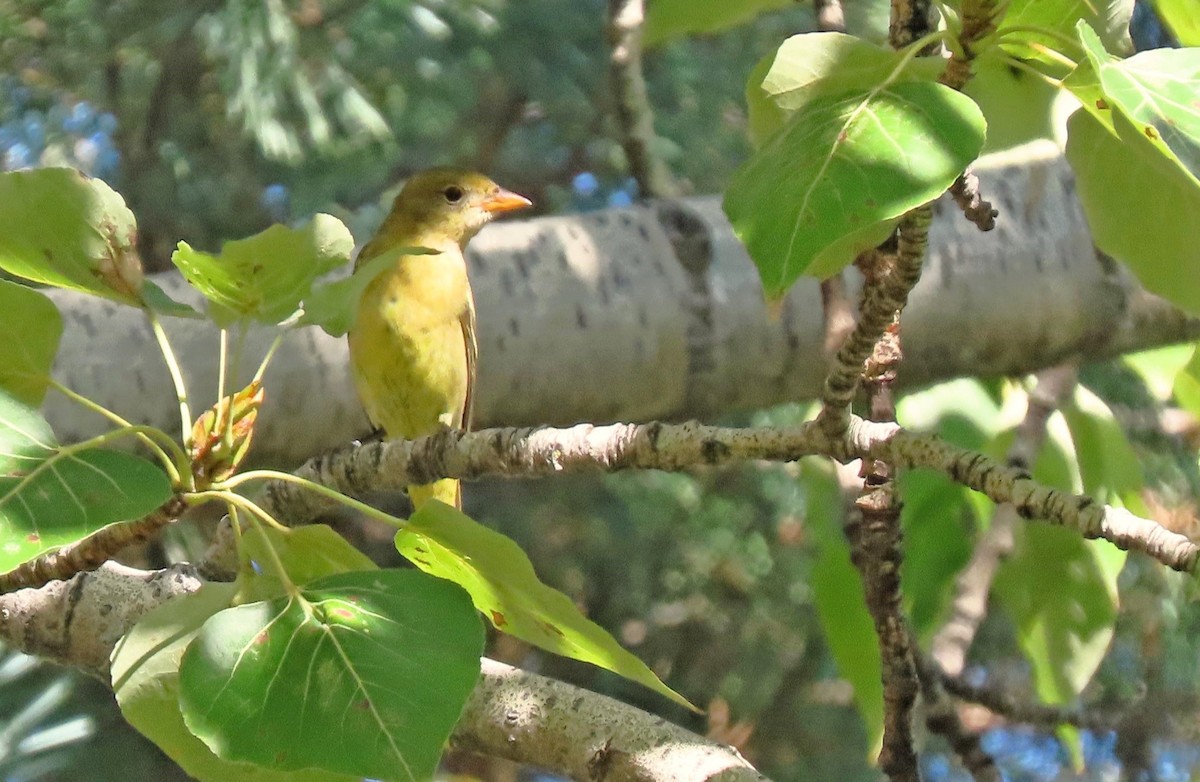 Western Tanager - ML608587413
