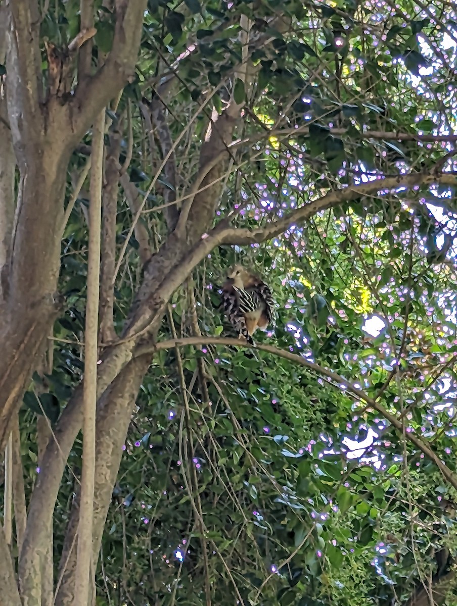 Red-shouldered Hawk - ML608587505