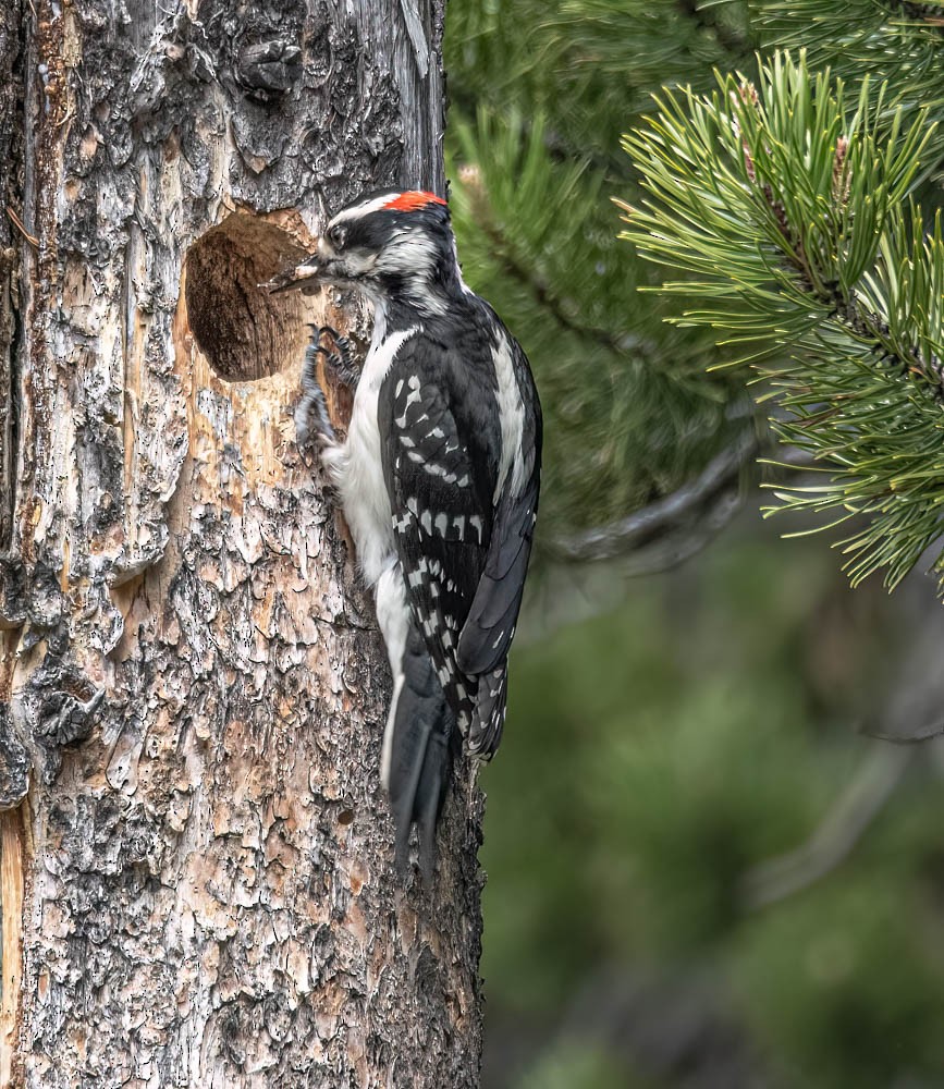 Hairy Woodpecker - Carlton Cook