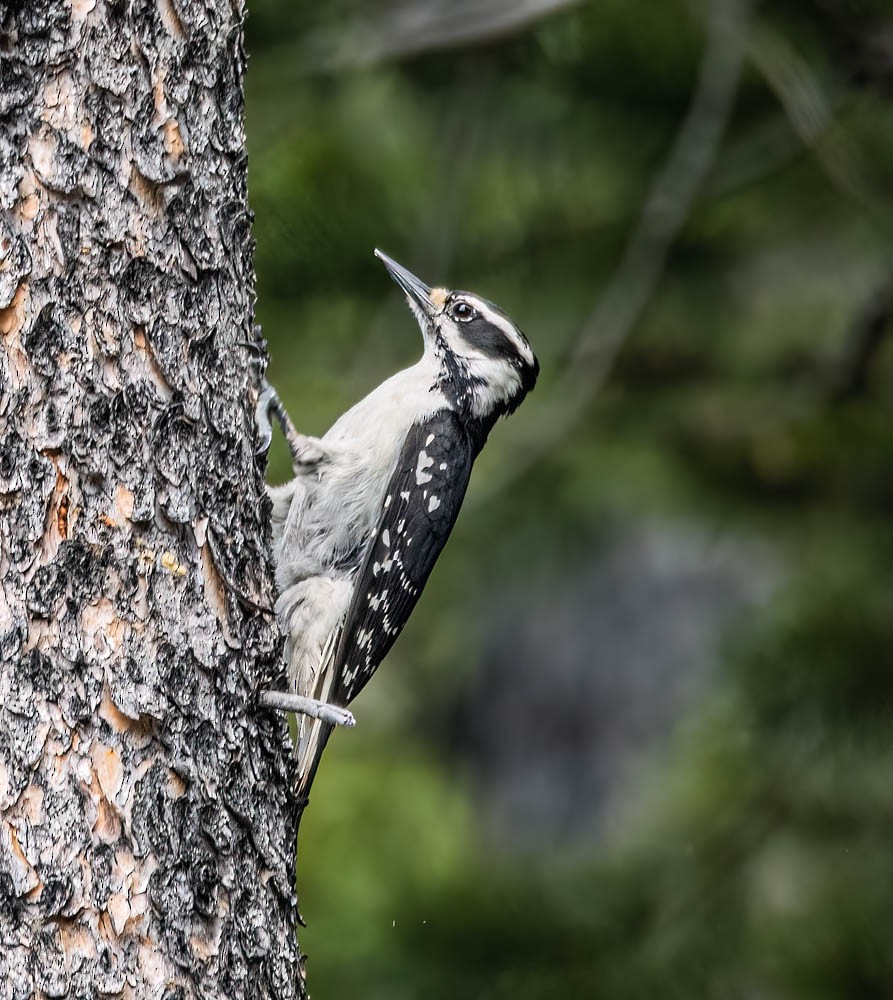 Hairy Woodpecker - Carlton Cook